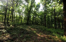 000 Drivers Creek Lane, Scotland, AR 72141