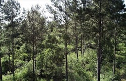 9490 Hwy 19, Lovelady, TX 75851