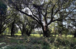 Sumter Hwy., Kingstree, SC 29556