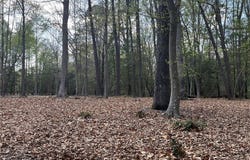 Cobham Wharf Road lot: 1, Surry, VA 23883