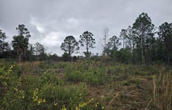 0000 Blounts Ridge Road, Mims, FL 32754