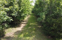 0 Rudd Rd, Ridgeville, SC 29472