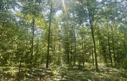Sturgis Road, Atlanta, MI 49709