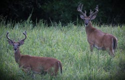 420 Strawberry River Road, Oxford, AR 72565
