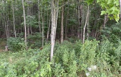 LOT# BEMIS ROAD, Harmony, ME 04942