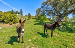 13088 Trembath Mountain Rd, Fiddletown, CA 95629