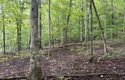 99 Dogwood Trail, Nancy, KY 42544