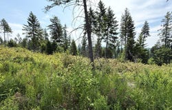 TBD ROCKABYE LN, CURLEW, WA 99118