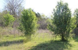 Albert Pike Road, Royal, AR 71968