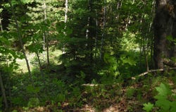475 Poplar, Lake Linden, MI 49945