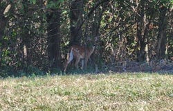 Old Stage Rd, Rogersville, TN 37857
