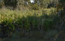 1320 E Desoto Avenue, Lehigh Acres, FL 33972