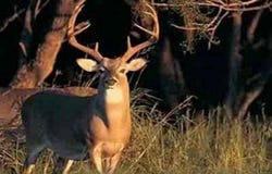 000 Jones Rd, Lexington, TN 38351
