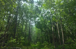 4820 DANVILLE ROAD, BRANDYWINE, MD 20613