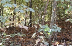 8.60ac Moss Arcot Rd, Celina, TN 38551