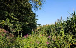 Township Rd 141 NW, Somerset, OH 43783