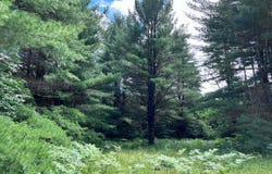 Tittabawassee Trail, Gaylord, MI 49735