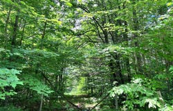 Tittabawassee Trail, Gaylord, MI 49735