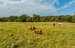 Tbd Red Hill Road, Mount Vernon, AR 72111