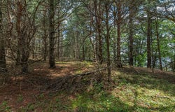 Off HWY 45, Three Lakes, WI 54562