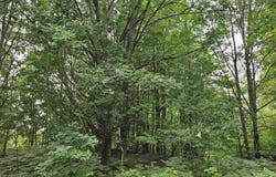V/L Canyon Road, Leroy, MI 49665