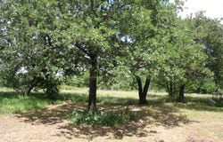 215 Buzbee Road, Palo Pinto, TX 76484