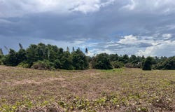 0 Sunflower Rd LOT 3, St Matthews, SC 29135