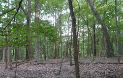 2 YOUNGBLOOD, GREAT CACAPON, WV 25422