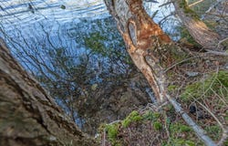 Lot 3 LOON BAY TR, Lac du Flambeau, WI 54538