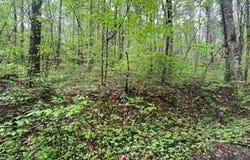 Lot 113 Bear Den Trl, Grandview, TN 37337