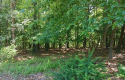 Lot 40 WILD APPLE LANE, PAW PAW, WV 25434