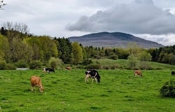 15 Wind Hill Road, Manchester, VT 05255