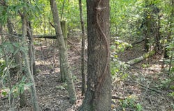Woodruff 793, Grays, AR 72101