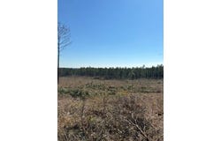 17.5ac County Rd 67, Clopton, AL 36317