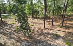 SE 148TH Court, MORRISTON, FL 32668