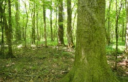 0 County Road 24, Pine Apple, AL 36768