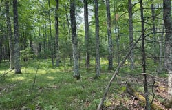 Lot 1 THUNDER HILL LN, St Germain, WI 54558