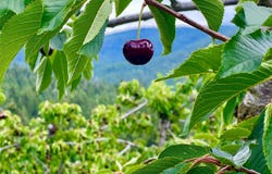 23398 Mt Highway 35, Bigfork, MT 59911
