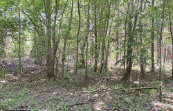 Lot 23 Buckhorn Church Road, Como, NC 27818