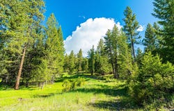 144 Star W Trail, Kila, MT 59920