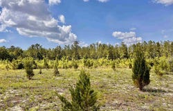 Lot 51 South Timber Ln, North Pace, FL 32571