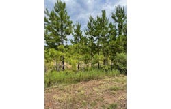 11339 FM 226, Etoile, TX 75961