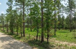 3 Acres Courtney Rd., Lumberton, MS 39455