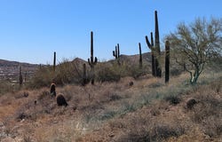1670 E Gaffney Road, Phoenix, AZ 85087