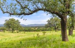 9069-39 RR 1323, Fredericksburg, TX 78624