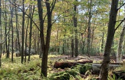 0 Indian Camp Run Road, Renovo, PA 17764