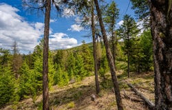 120 Marion Pines Drive, Marion, MT 59925