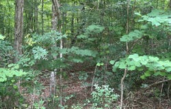 Lot 48 Turtle Ln, Dadeville, AL 36853