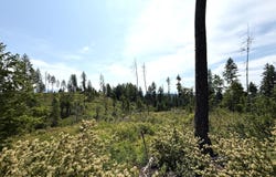 TBD ROCKABYE LN, CURLEW, WA 99118