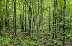 7 Poradish Rd, Birchwood, WI 54835